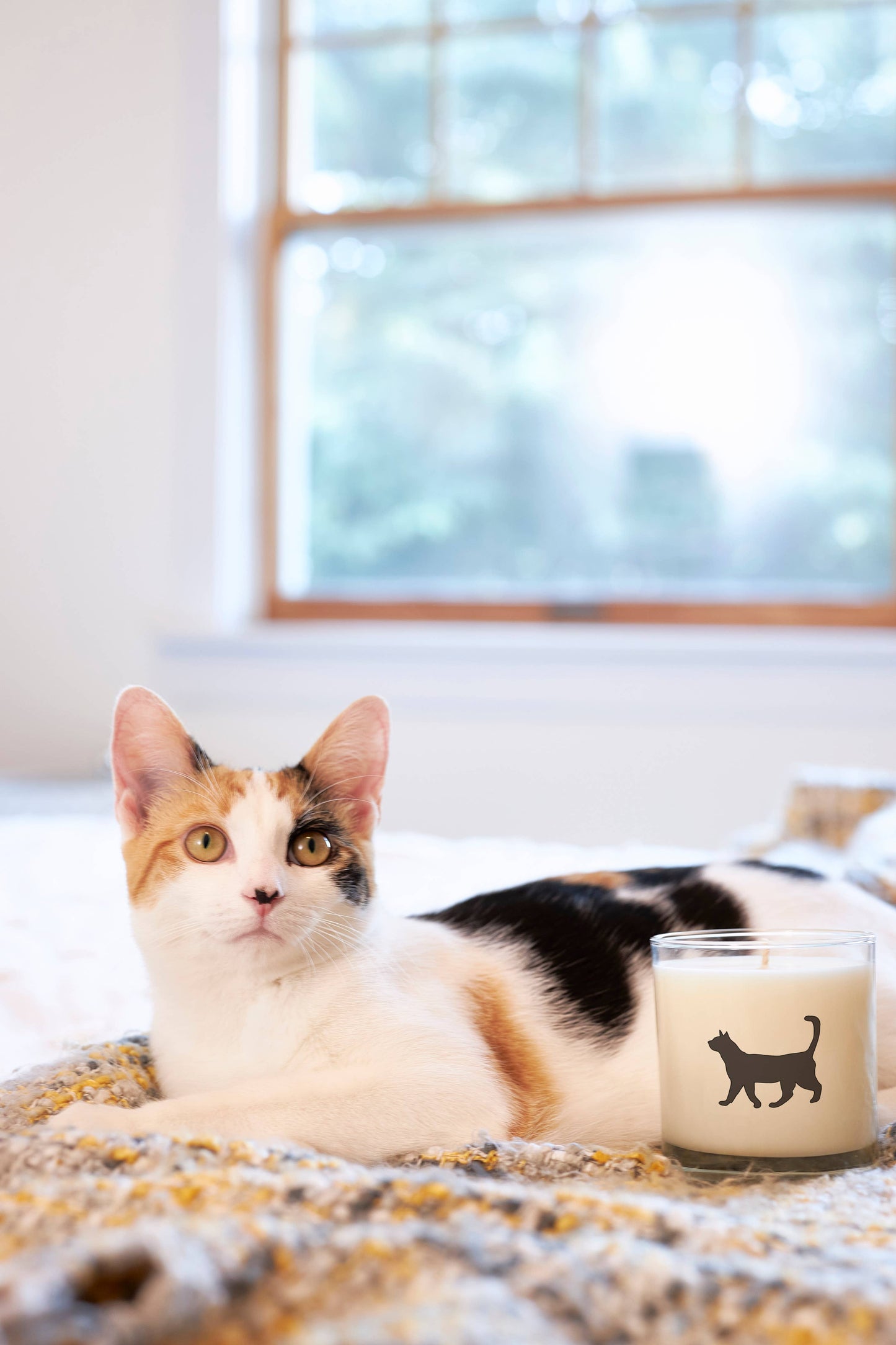 Cat Pet Soy Candle